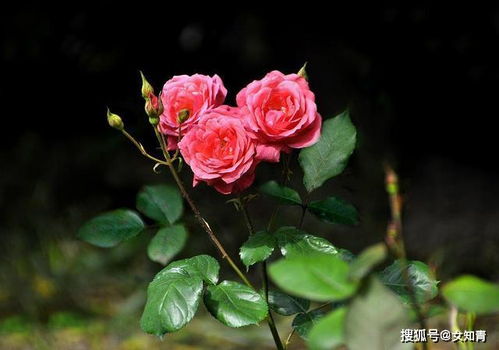 花开四时 科普小知识