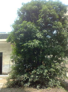 桂花树的分布与品种