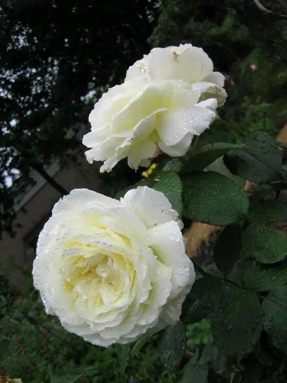 红双喜月季：健壮植株， 花型高雅