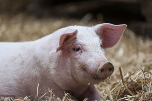 母猪泪斑现象，竟隐藏着猪场哪些重大隐患？