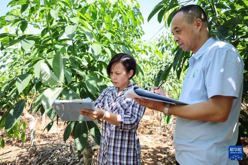 橡胶树种子选择五大关键参数揭秘
