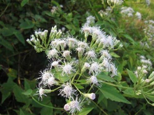 粗梗糖芥：粗壮茎叶