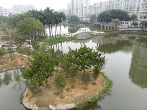 紫荆：粉粉的， 热闹的