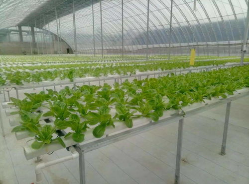 无土栽培中，哪些水培植物适合长期养殖且不易死亡