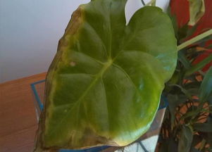 绿宝石叶子发黄，可嫩是这些原因引起的