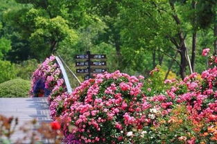 月季花海， 如梦如幻