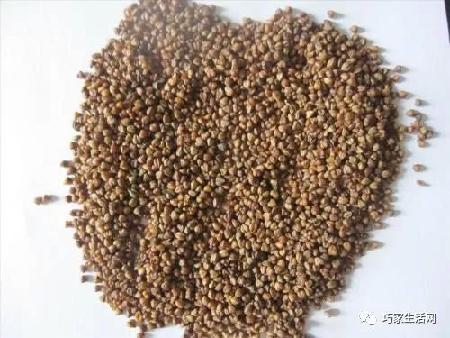 苦荞与荞麦有何不同？一篇文章揭秘它们的区别