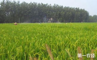 安徽水稻药肥的种类与效果