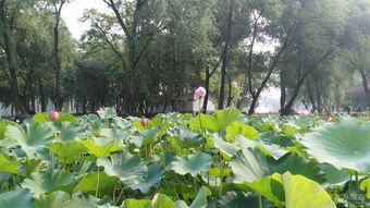 圆明园的荷花世界