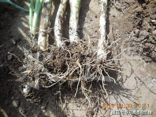 五针松的生长习性