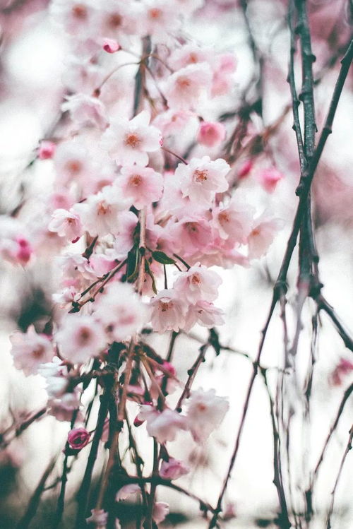 桃花粉嫩似霞，樱花洁白如雪