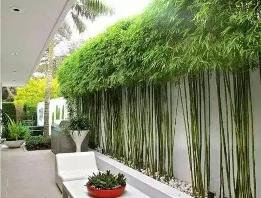 火炬状植物的根系特点及养护