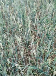 小麦白穗病：让人头痛的病害