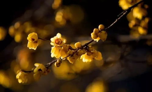 多彩腊梅花怎么养最好？如何让花朵绽放更艳丽