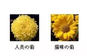 揭秘菊花花语：情感与象征的深层解读