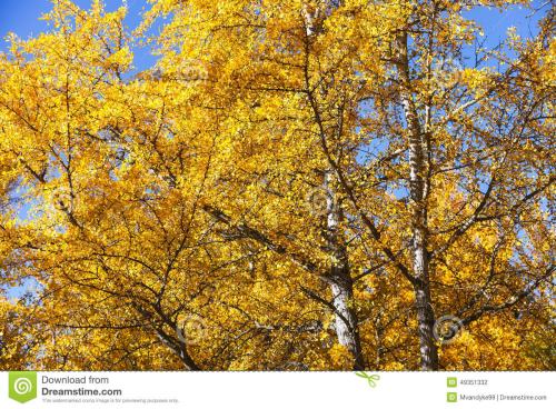 梧桐树：大叶子， 淡紫色花，秋天的美