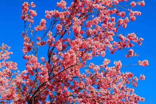 十大雅事具体包括哪些？