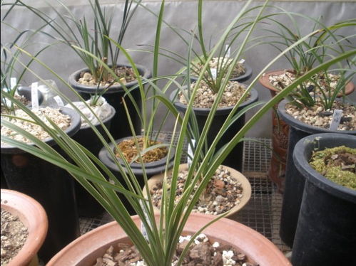 大丽花、 紫罗兰、玉簪：耐寒草花的代表