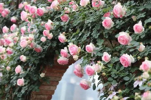 亚伯拉罕达比月季：生长慢，勤花