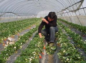 玫瑰花施什么有机肥比较好？这几种肥料效果最佳