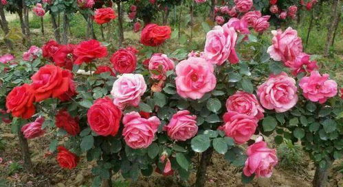 第一条：选好砧木， 根系要发达