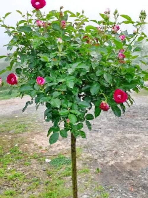 养护棒棒糖月季的小秘诀