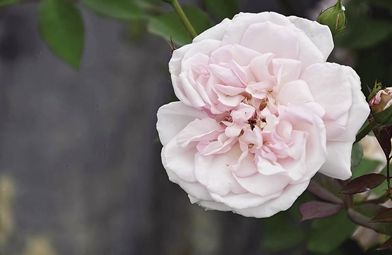 宝相月季：老玫瑰香气的传承者