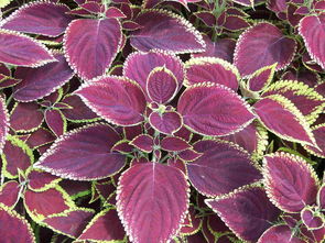 紫苏：夏日里的清凉使者