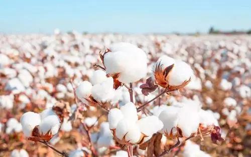 长绒棉种植需要哪些特定的土壤、气候和灌溉条件