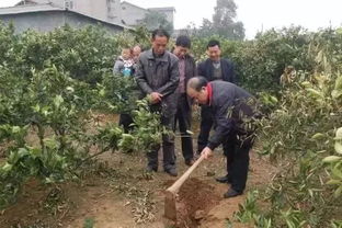 果树灌根施肥：杀菌剂选择，促进生根之道