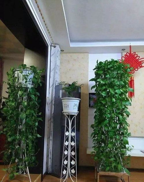 银柳买回家怎么养？花店老板教你几个小窍门