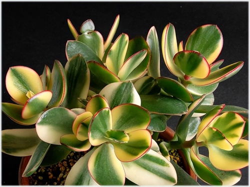 新花月锦植物如何养殖？适合哪些土壤和光照