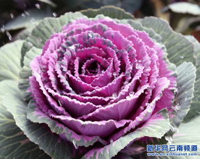 种花达人分享：那些在高海拔地方生长的花儿们