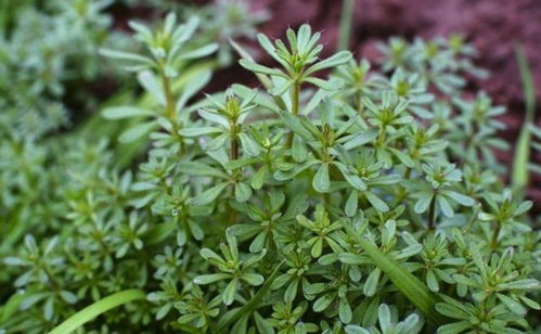 节节草哪里有售？一斤价格是多少