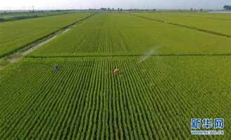 冬天农民打什么农药防治病虫害效果Zui好？