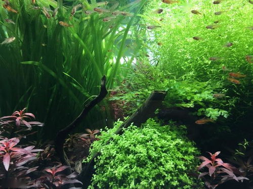 水草植物，你选对了吗