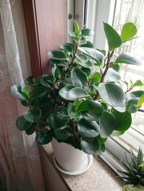 新手养花的常见陷阱