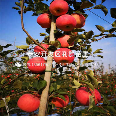 氧乐果和聚脂农药：8月份苹果杀虫剂，有效防治蚜虫。