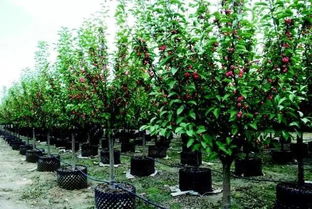 苗木产业的机遇与挑战