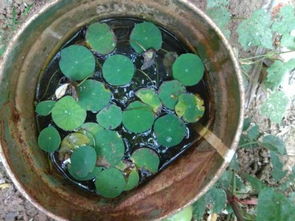 多菌灵消毒，效果如何？