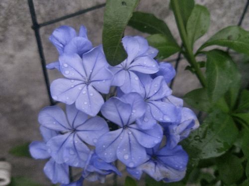 桔梗买回来怎么养？如何让它开花