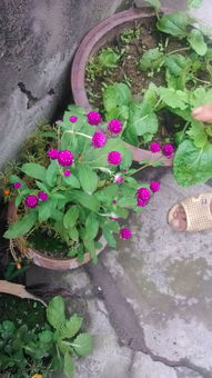 千日红花语（千日红）的花语是什么
