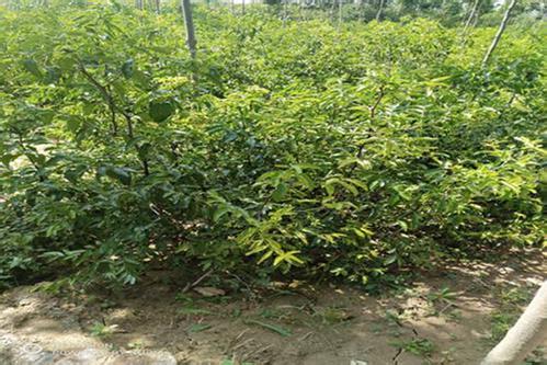 修枝的时机要掌握好