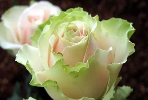 双份喜悦月季：粉红花瓣， 温暖人心