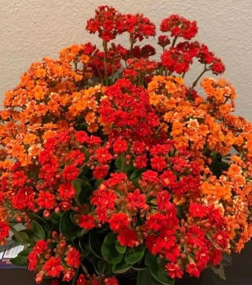 生命力顽强的花有哪些？生命力顽强的花