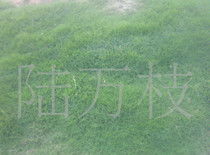 马尼拉草坪：热带风情与公园绿地的邂逅