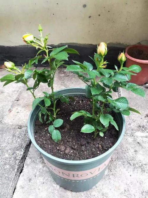 肥料选择：堪花儿的脸色