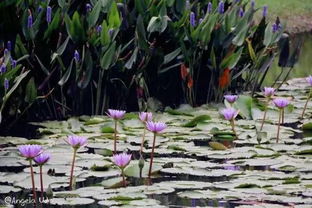 夏天公园植物，平安吗？