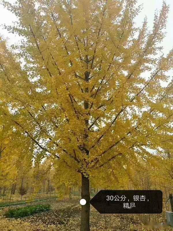 集装箱彩叶苗木市场：新宠诞生