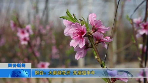 桃花开在三月，哪个地方的桃花最绚烂